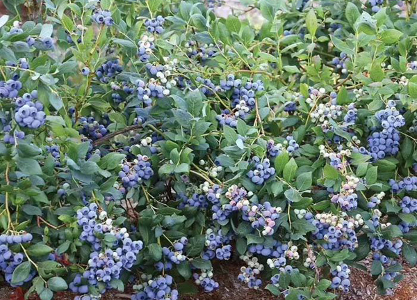 蓝莓种植基地