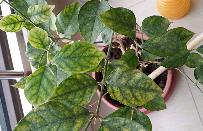 茉莉花冬季落叶怎么办？这样养明年花开得更好