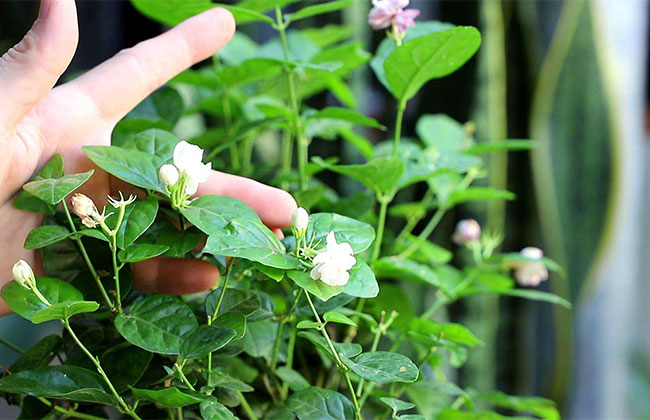 茉莉花