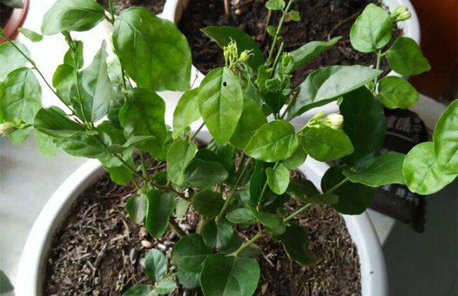 茉莉花冬季落叶怎么办？这样养明年花开得更好