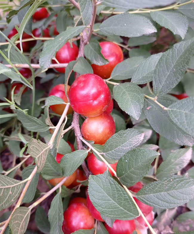 钙果种植前景如何?钙果种植项目分析