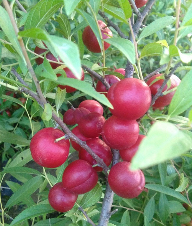 钙果