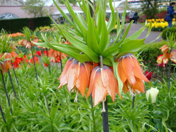 川贝开花