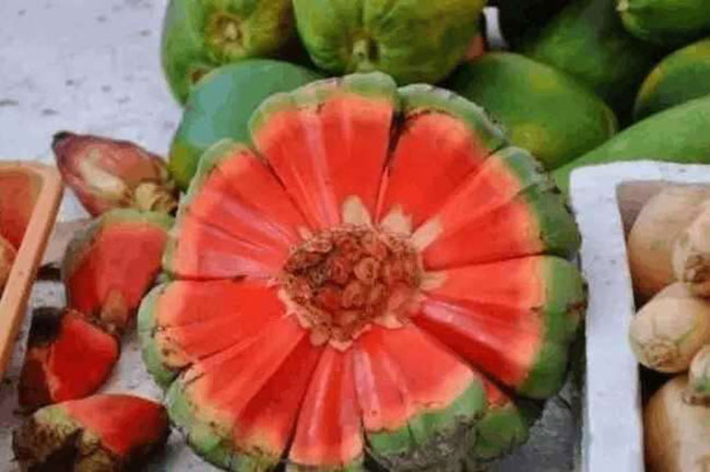 露兜果