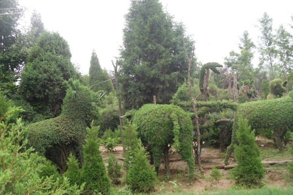 基地专家浅谈北京桧的种植技术
