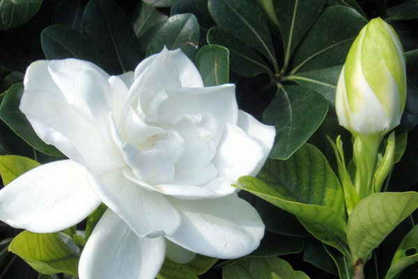 栀子花叶子发黄怎么办？栀子花的养护方法