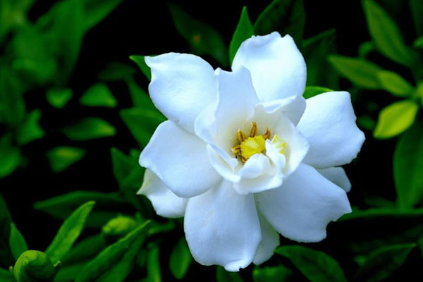 栀子花.jpg