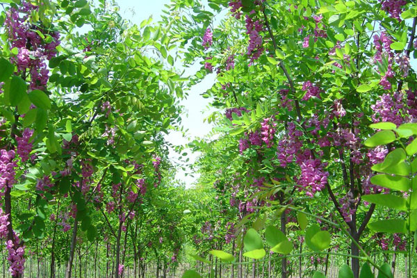 香花槐2.jpg