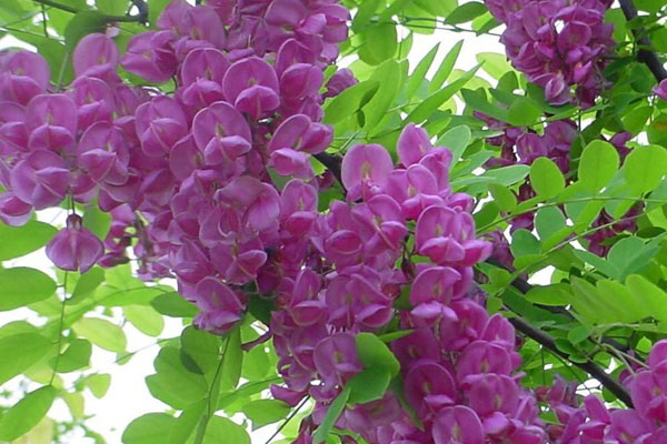 香花槐.jpg