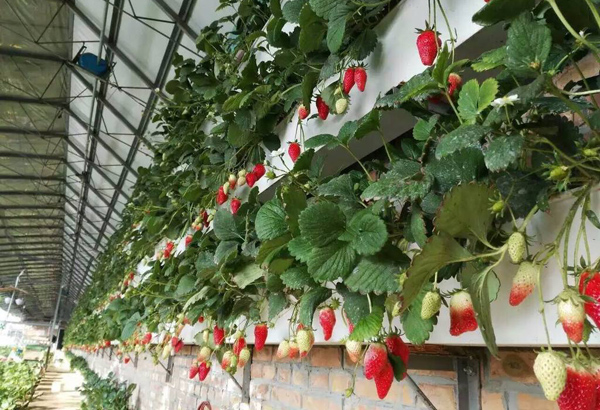 立体种植草莓