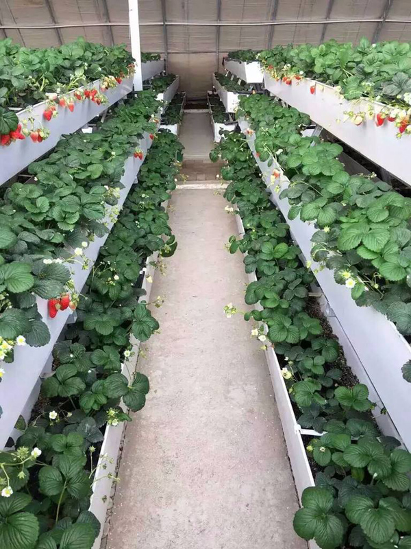 立体种植草莓
