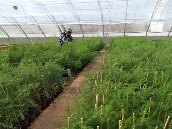 芦笋种植基地