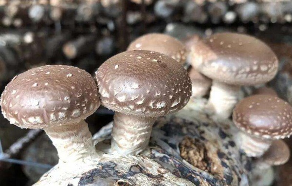 怎样种植香菇？人工种植香菇技术