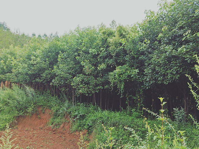 香樟树怎么种植?香樟树种植方法和注意事项