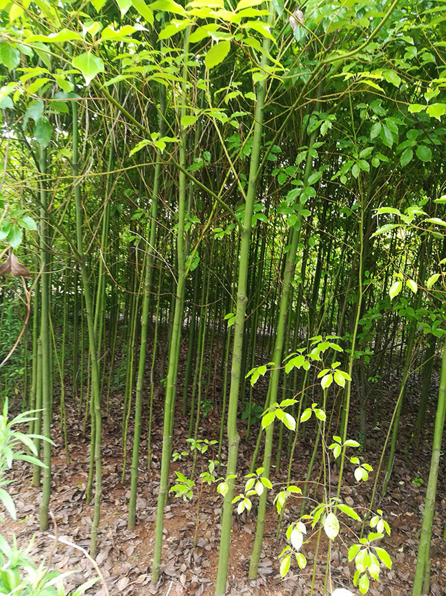 香樟树怎么种植?香樟树种植方法和注意事项