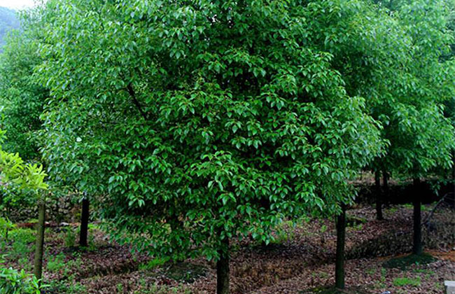 香樟树怎么种植?香樟树种植方法和注意事项