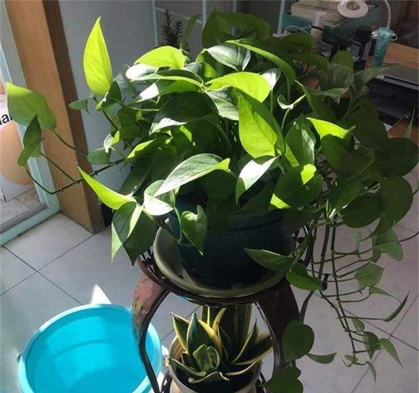 绿萝
