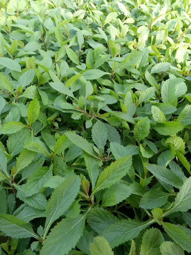 马鞭草好养吗?马鞭草种植方法和时间