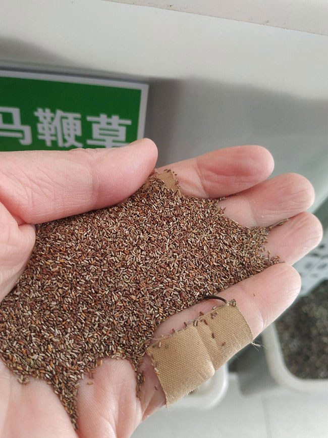 马鞭草好养吗