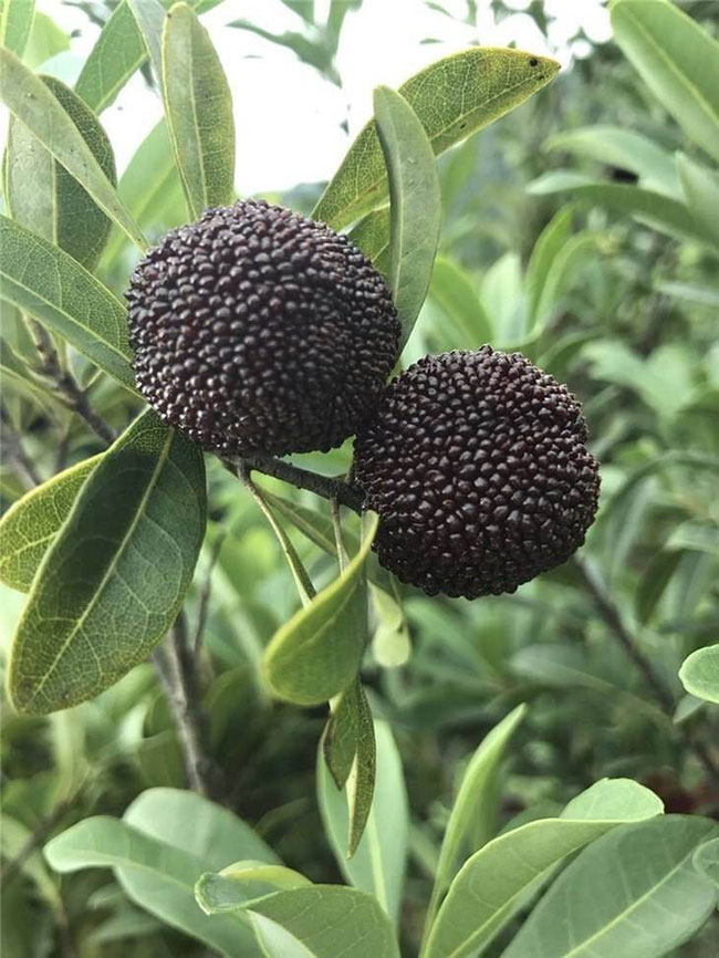 庭院里种杨梅树好吗?杨梅树种植和管理技术