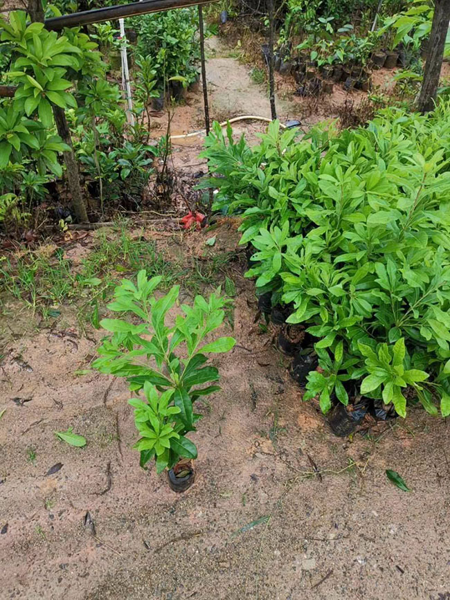 庭院里种杨梅树好吗?杨梅树种植和管理技术