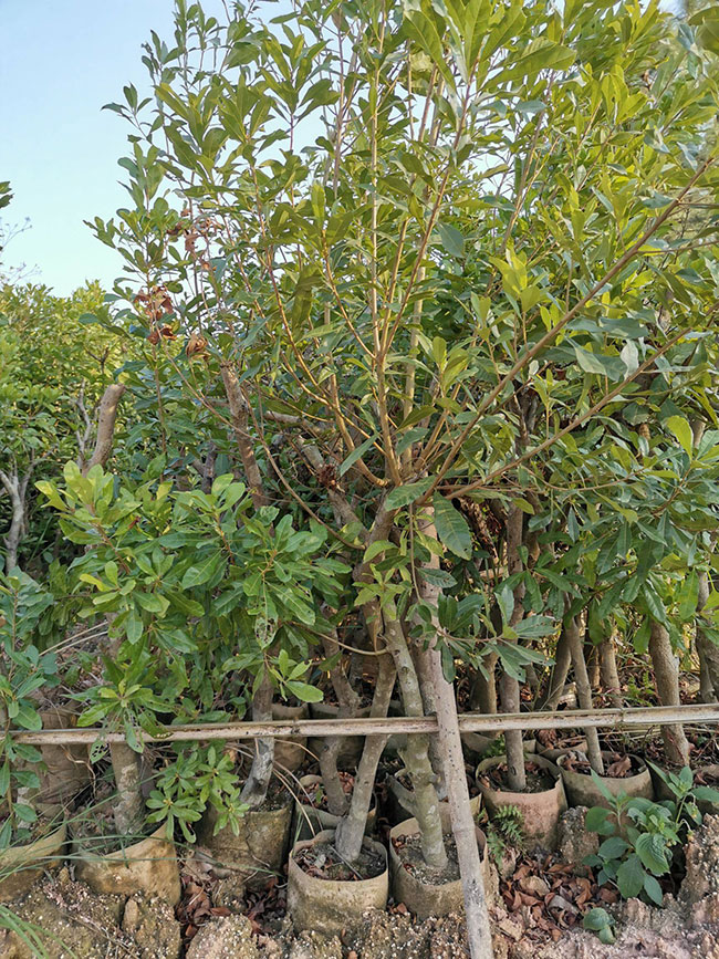 庭院里种杨梅树好吗?杨梅树种植和管理技术