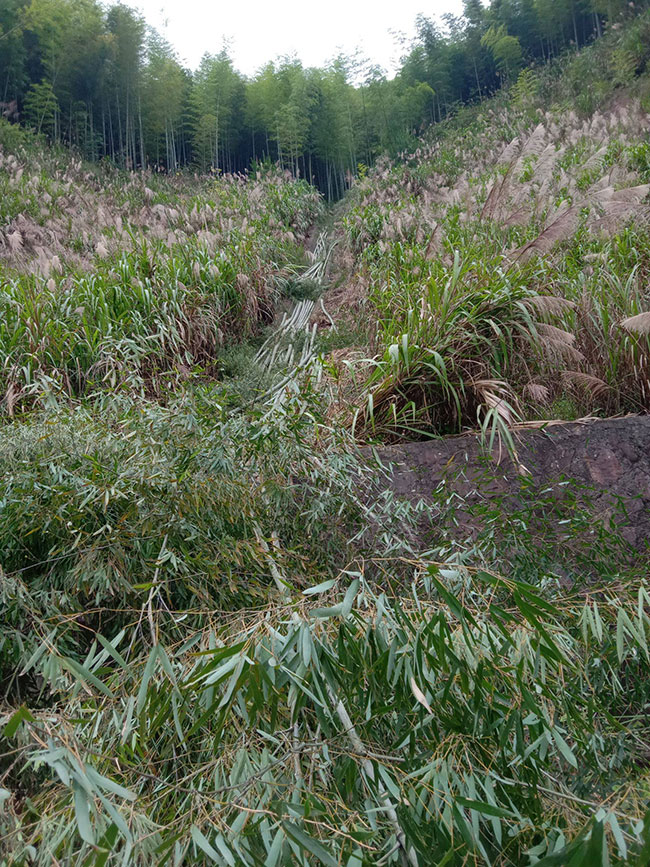 毛竹种植几年可以成林?毛竹种植方法和注意事项