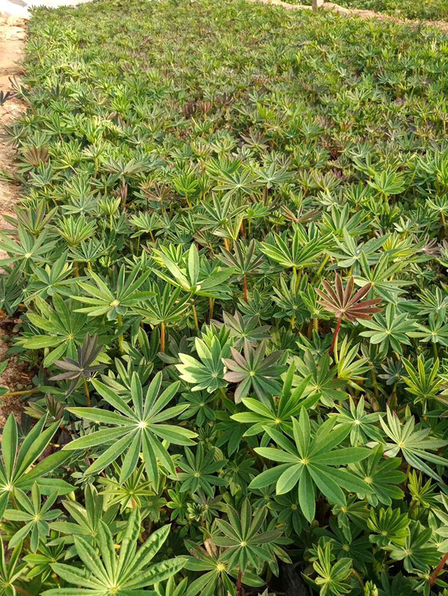 鲁冰花种子如何催芽?鲁冰花种植方法和时间