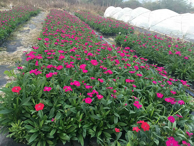 石竹种植密度多少?石竹种植方法和时间
