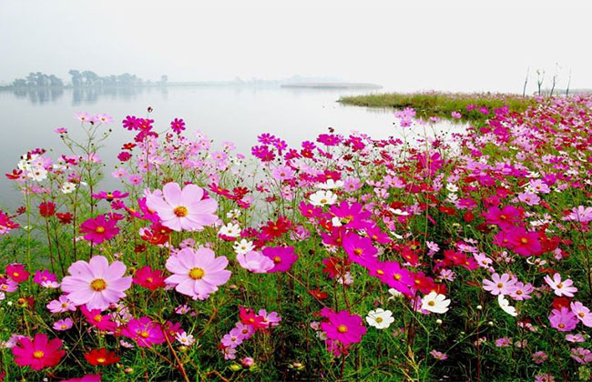格桑花