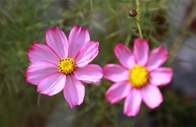格桑花