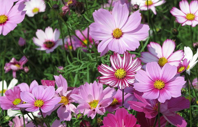 格桑花