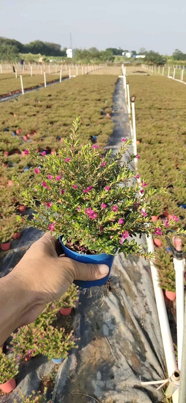满天星籽怎么种植?满天星种植方法