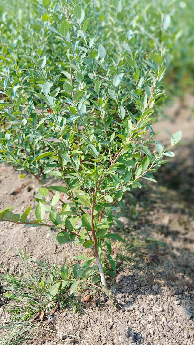 蓝莓苗是怎么栽种的?蓝莓苗种植技术