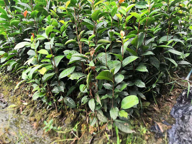 油茶