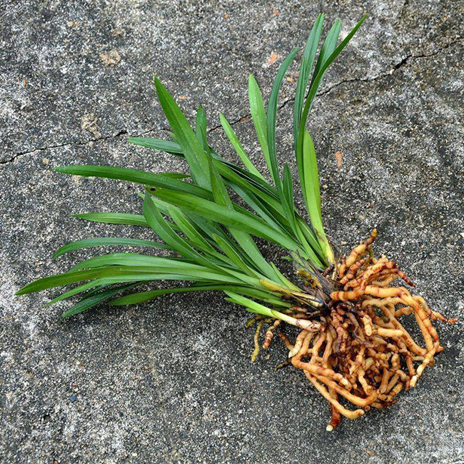 兰花种植土怎么配?兰花种植方法介绍