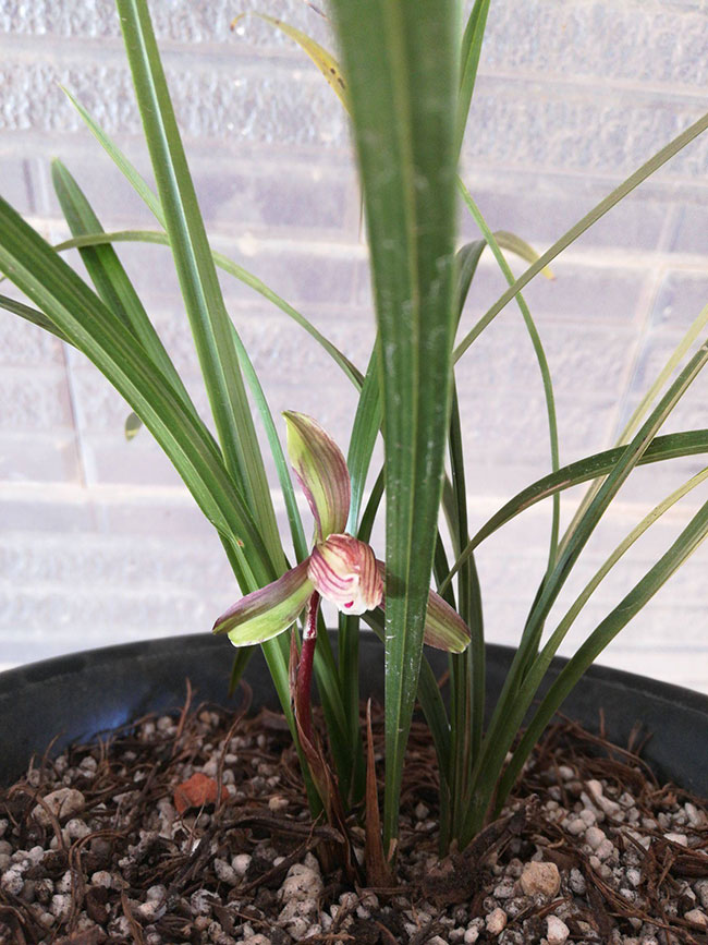 兰花种植土怎么配?兰花种植方法介绍
