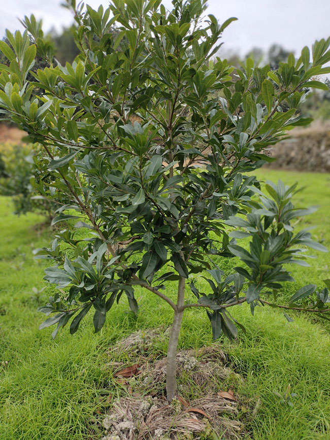 杨梅如何矮化种植?杨梅种植技术和管理方法