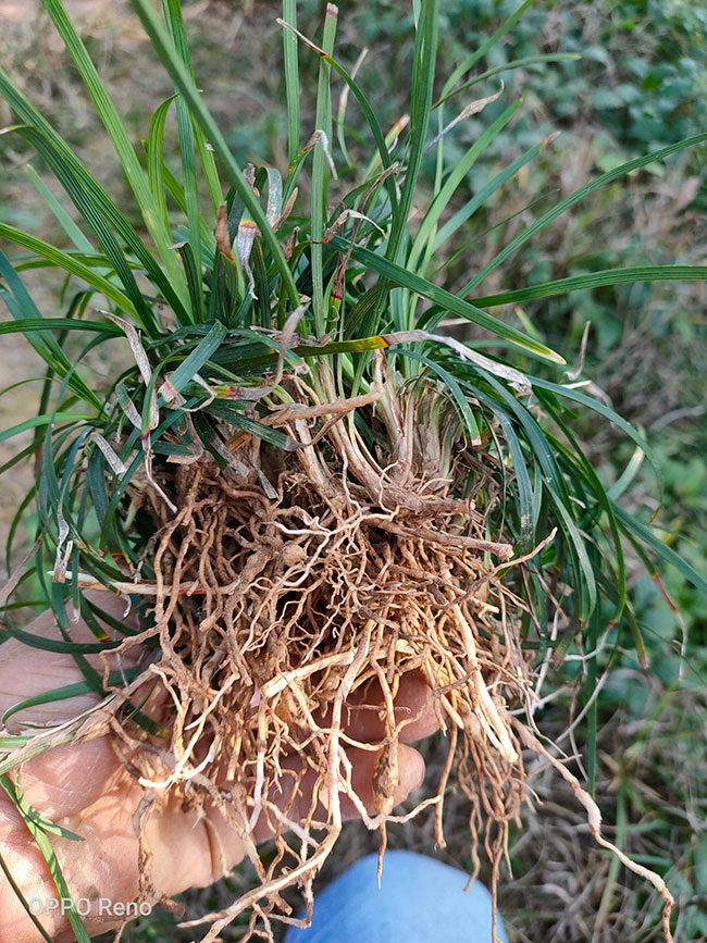 麦冬种植时间是几月份?麦冬栽培技术方法