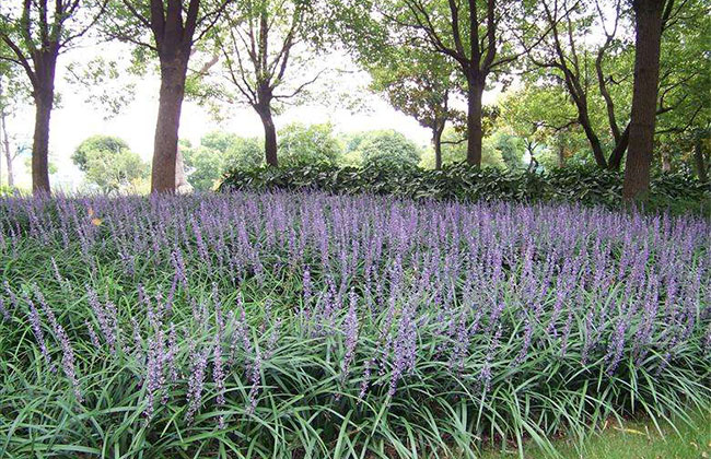 麦冬种植时间是几月份?麦冬栽培技术方法