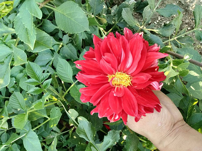大丽花