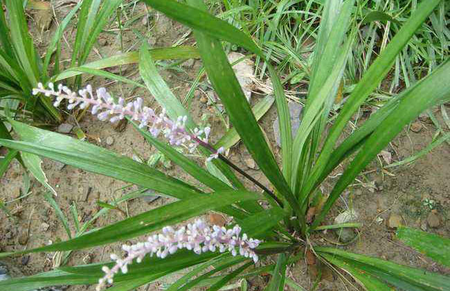 麦冬种植时间是几月份?麦冬栽培技术方法