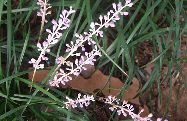 麦冬种植时间是几月份?麦冬栽培技术方法