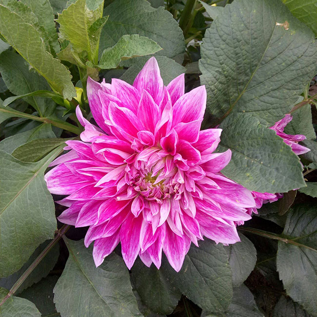 大丽花
