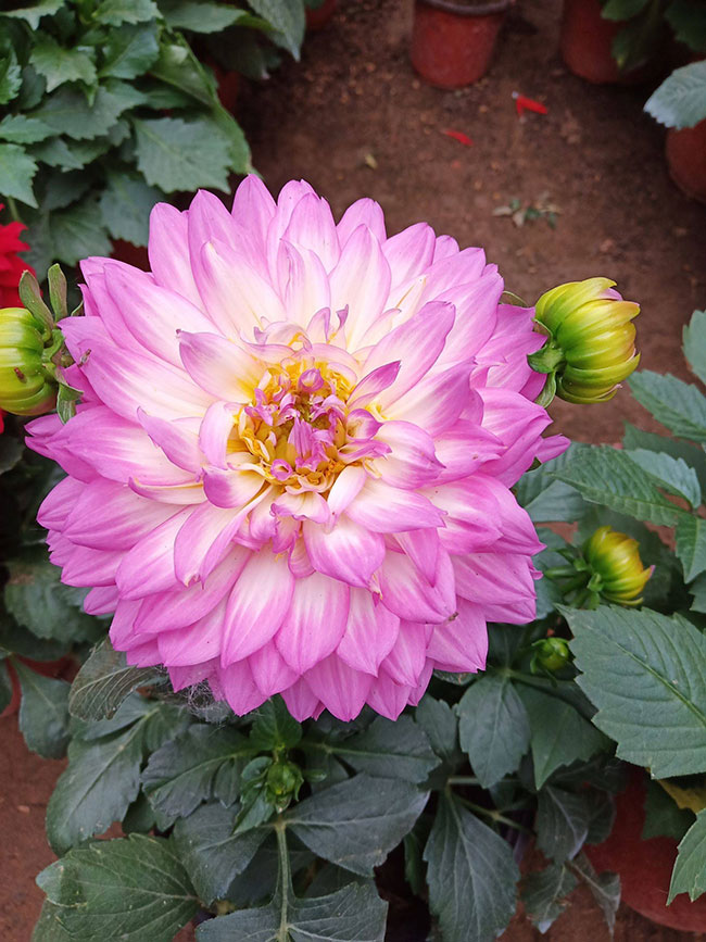 大丽花
