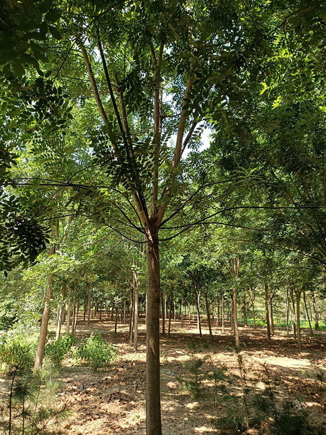 国槐怎么种植?国槐种植方法和养护