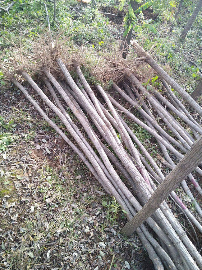 国槐怎么种植?国槐种植方法和养护