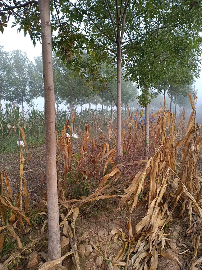 国槐怎么种植?国槐种植方法和养护