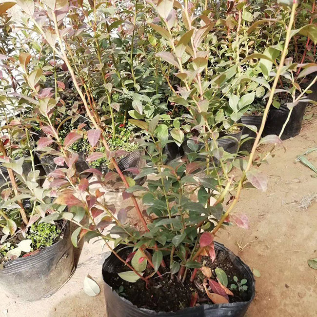 蓝梅种植适合什么温度?蓝莓什么时间种植?