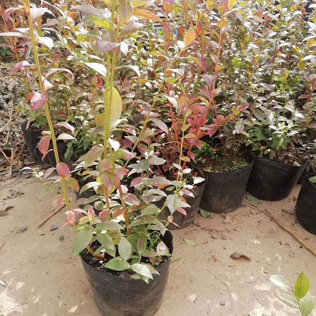蓝梅种植适合什么温度?蓝莓什么时间种植?